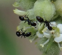 Monomorium ebeninum