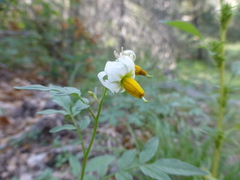 Solanum jamesii