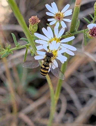 Unknown species found near Blount County, AL, USA
