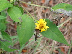 Wedelia calycina