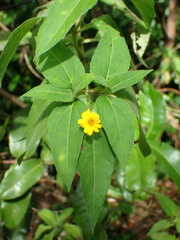 Wedelia calycina
