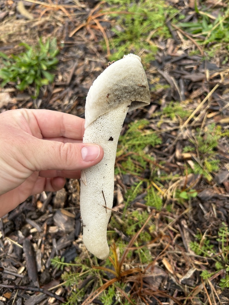 Phallus ravenelii · October 2025 · photo: © mertensia (iNaturalist, cc-by)