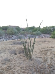 Fouquieria splendens