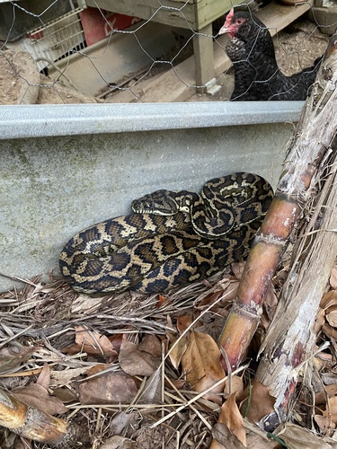 Coastal Carpet Python sighting
