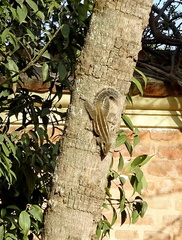 Funambulus pennantii