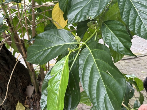 Morinda citrifolia