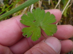 Geranium microphyllum