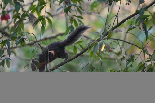 Andean Squirrel