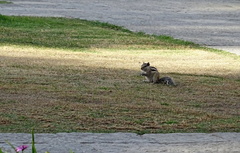 Funambulus pennantii