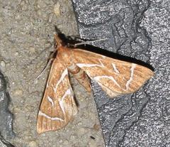 Panotima angularis