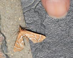 Panotima angularis