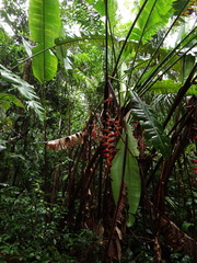 Heliconia pogonantha