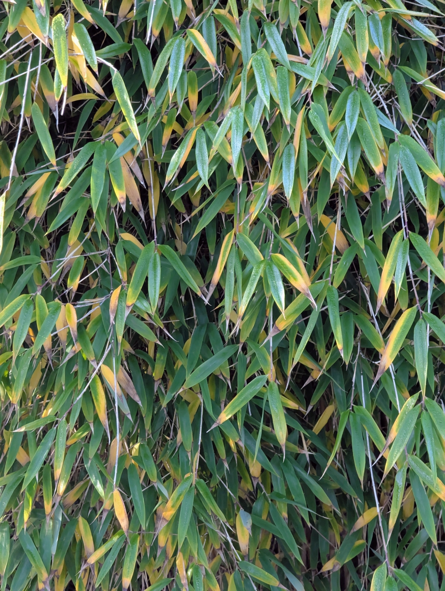Umbrella Bamboo (Fargesia murielae)