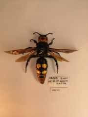 Megascolia maculata maculata