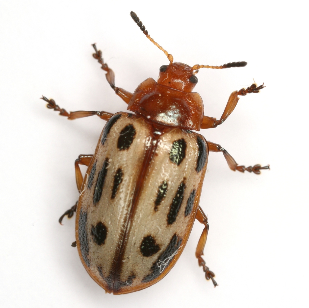Texas Red-headed Chrysomela