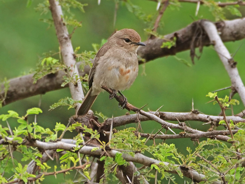 African Gray Flycatcher