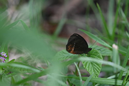 Pedaliodes plotina