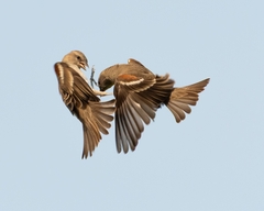Yellow-Throated Sparrow photo 3