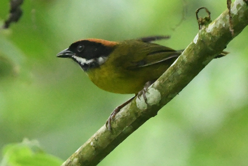 Moustached Brushfinch (Atlapetes albofrenatus), photo 8