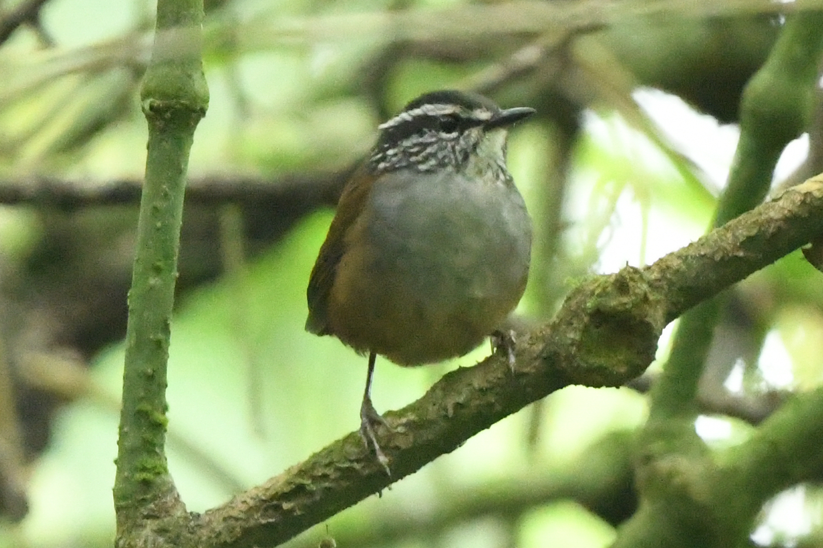 Grey-breasted Wood Wren (Henicorhina leucophrys), photo 6