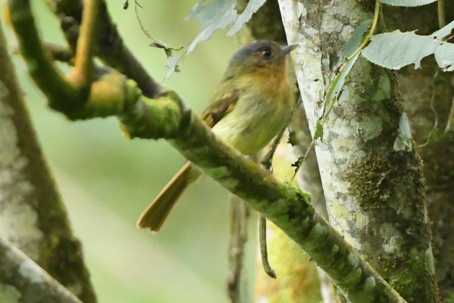 Rufous-breasted Flycatcher (Leptopogon rufipectus), photo 1