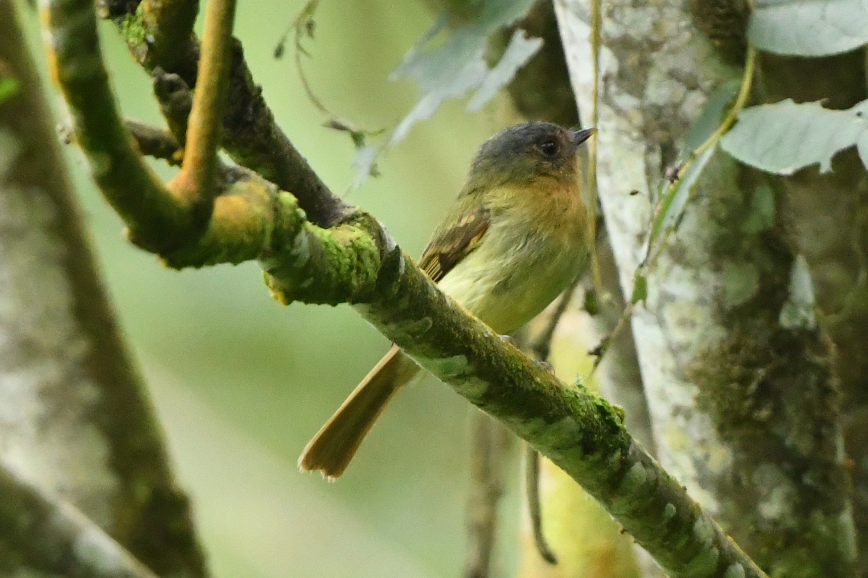 Rufous-breasted Flycatcher (Leptopogon rufipectus), photo 2