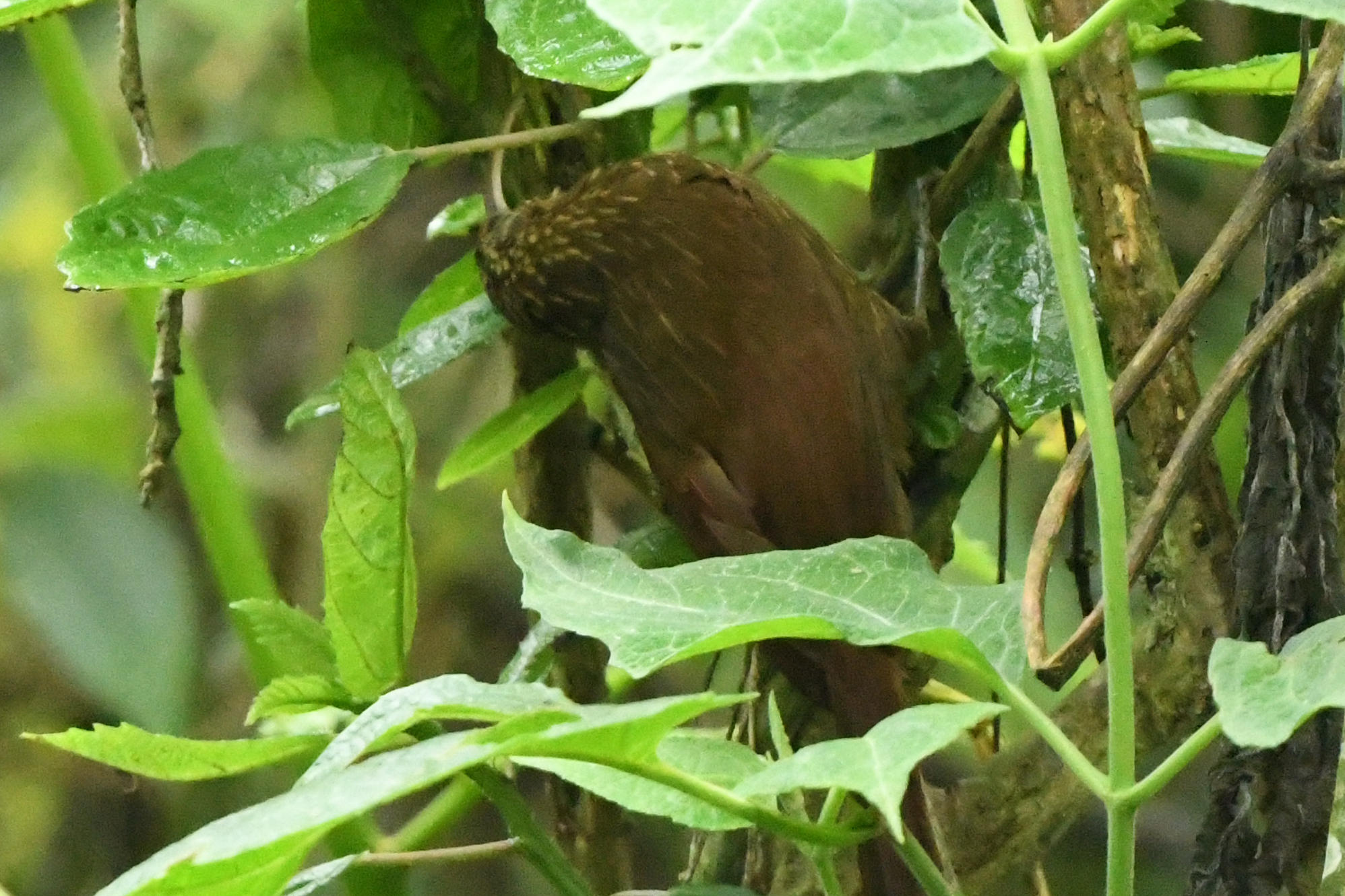 Brown-billed Scythebill (Campylorhamphus pusillus), photo 4