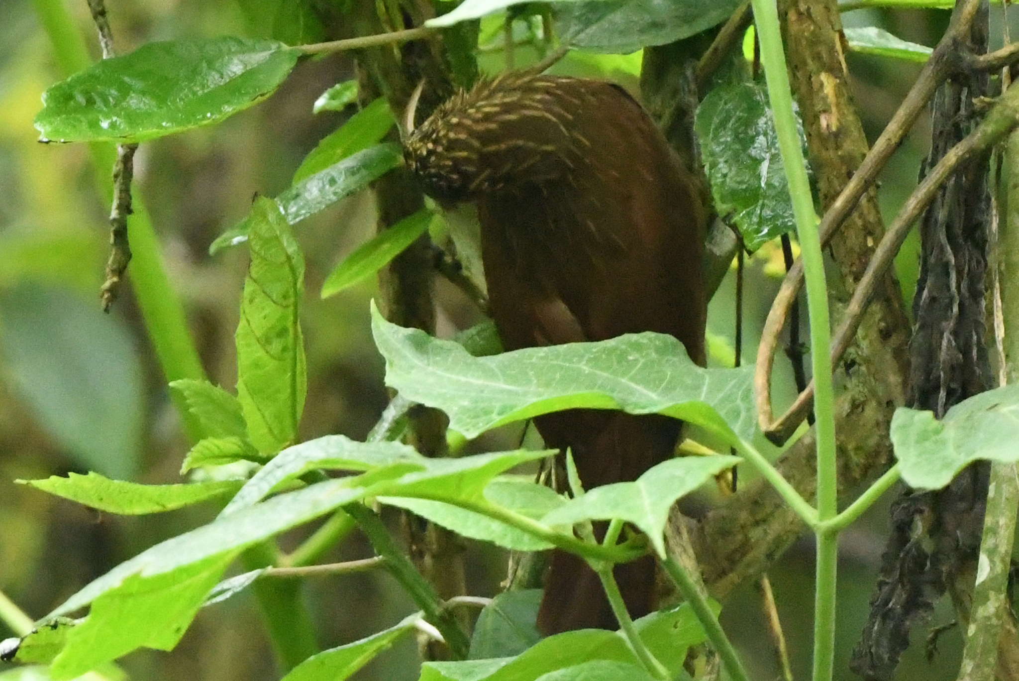 Brown-billed Scythebill (Campylorhamphus pusillus), photo 5