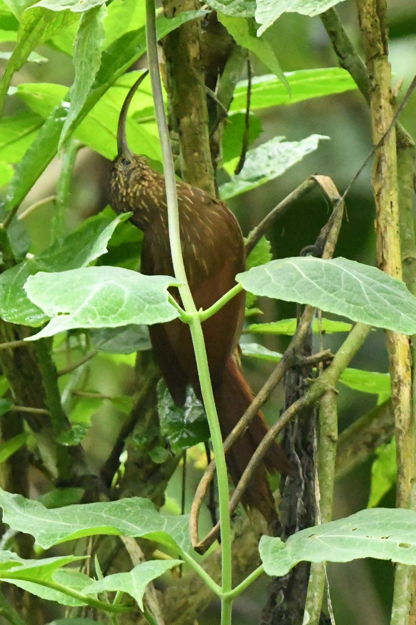 Brown-billed Scythebill (Campylorhamphus pusillus), photo 3