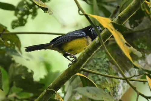 Buff-banded Mountain Tanager (Dubusia taeniata), photo 3