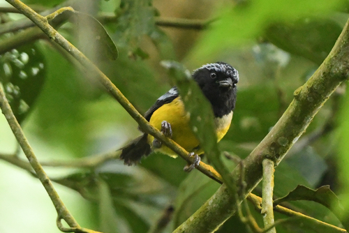 Buff-banded Mountain Tanager (Dubusia taeniata), photo 2