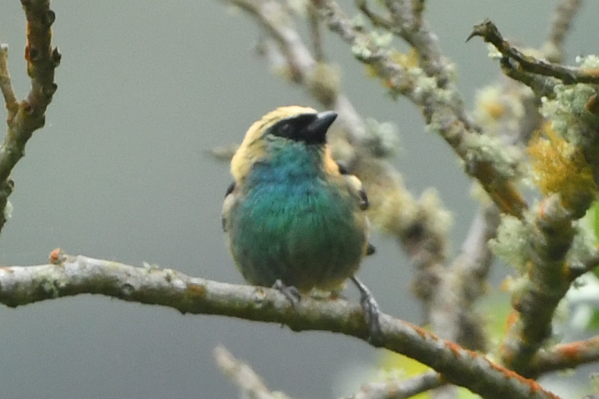 Metallic-green Tanager (Tangara labradorides), photo 8