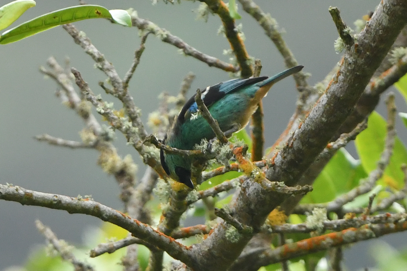 Metallic-green Tanager (Tangara labradorides), photo 7