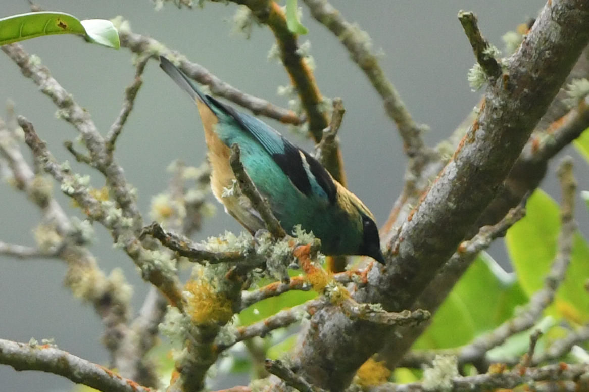 Metallic-green Tanager (Tangara labradorides), photo 6