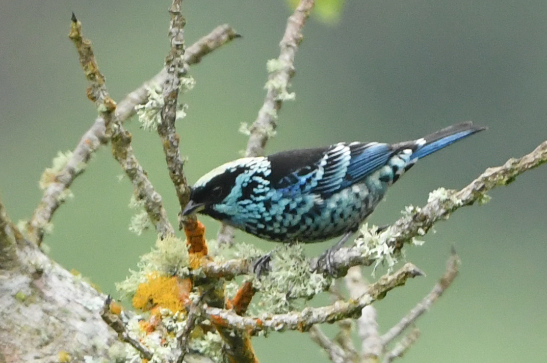 Tangara de Lentejuelas (Tangara nigroviridis), Foto: Julien Renoult