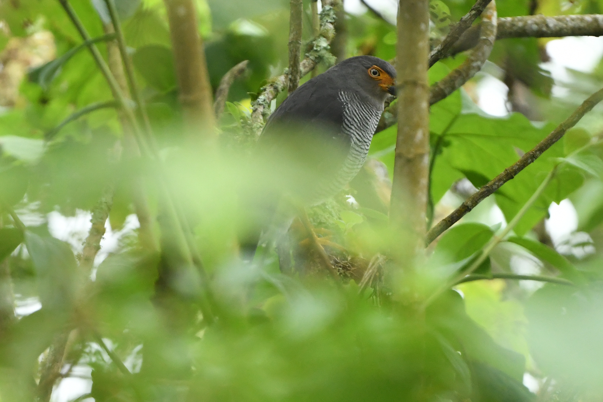Barred Forest Falcon (Micrastur ruficollis), photo 8