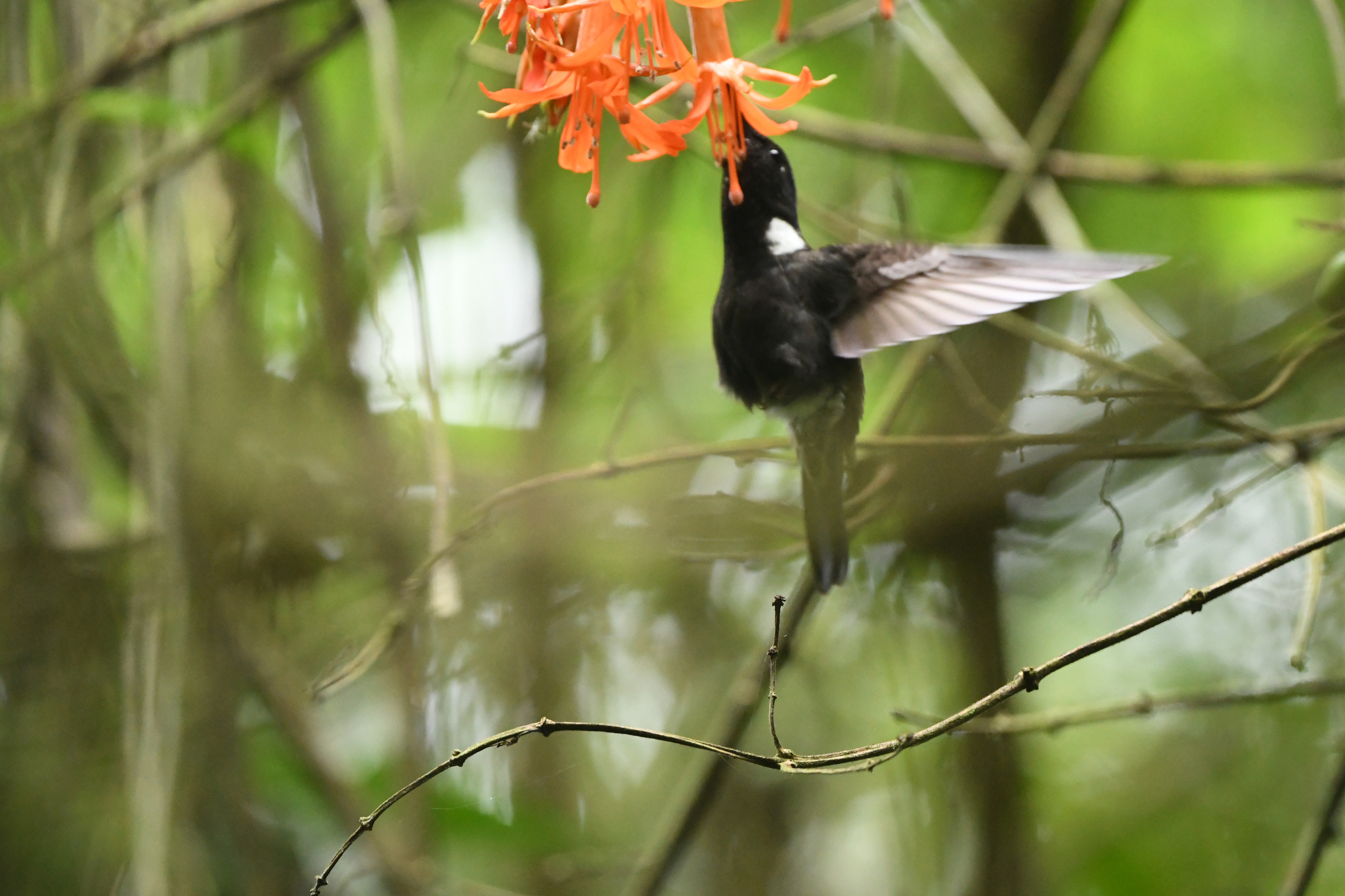 Black Inca (Coeligena prunellei), photo 6