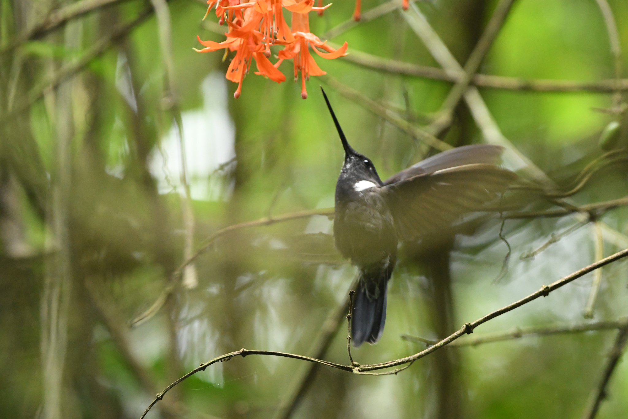 Black Inca (Coeligena prunellei), photo 5