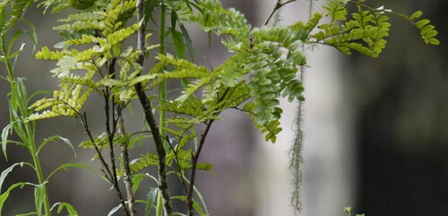 Paubrasilia echinata
