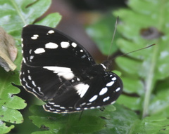 Aterica galene galene