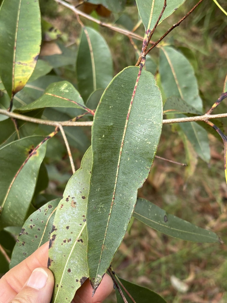 Rough-barked Apple from Burraneer Rd, Coomba Park, NSW, AU on October ...