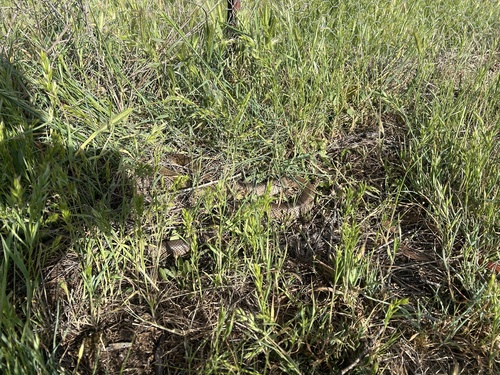 Eastern Brown Snake sighting