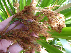 Machaerina sinclairii