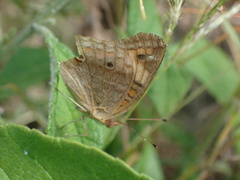 Junonia neildi