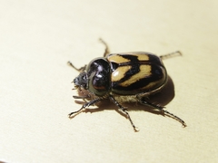 Oryctomorphus bimaculatus