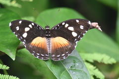 Aterica galene galene