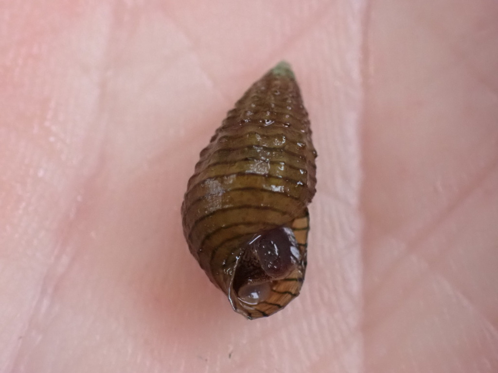 Black-crest Elimia