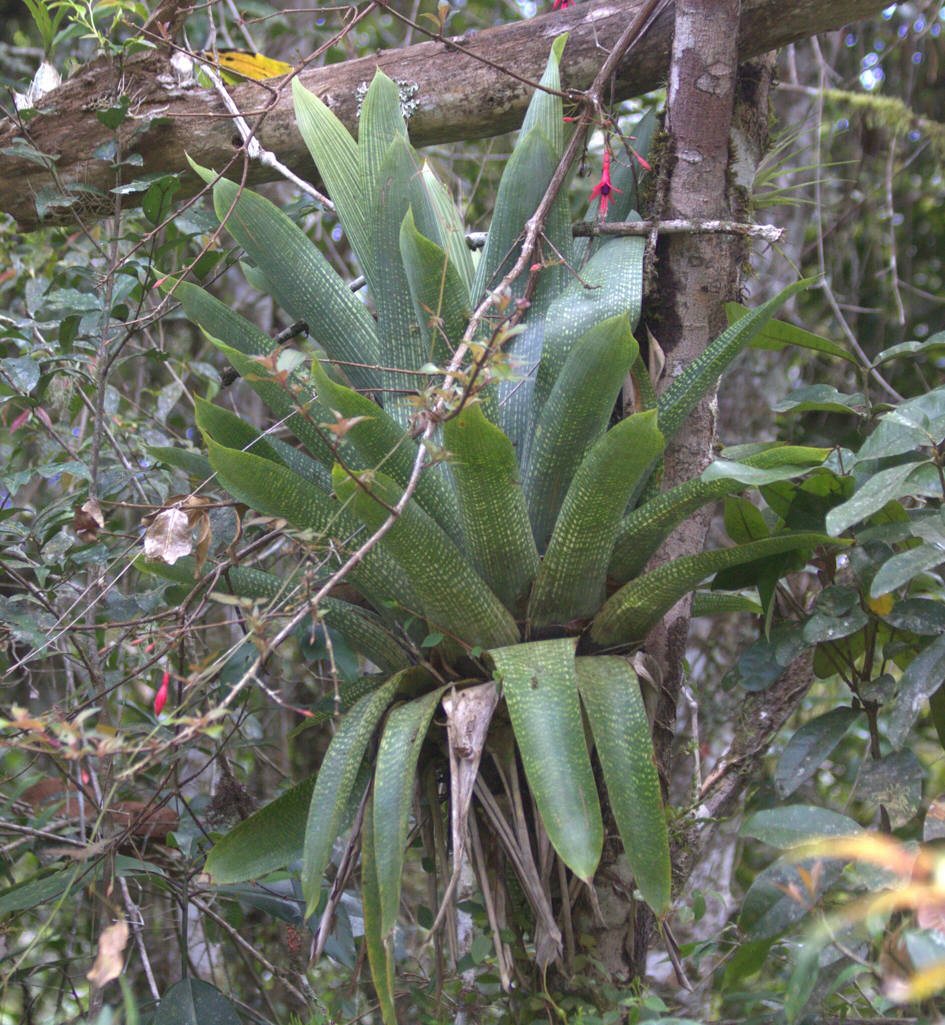 Vriesea gigantea