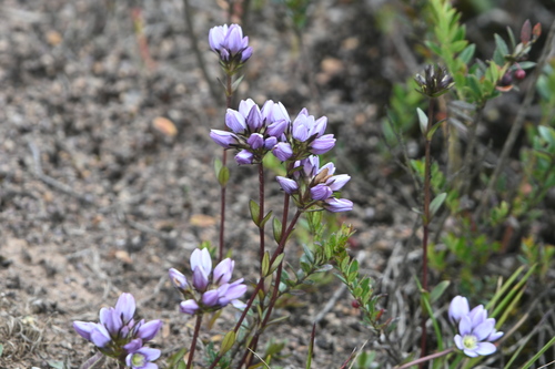 Gentianella corymbosa, photograph 2