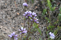 Gentianella corymbosa, photograph (c) Juan Cruzado Cortés, some rights reserved (CC BY)